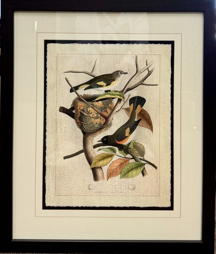 2 Birds w/Shallow Nest-American Redstark